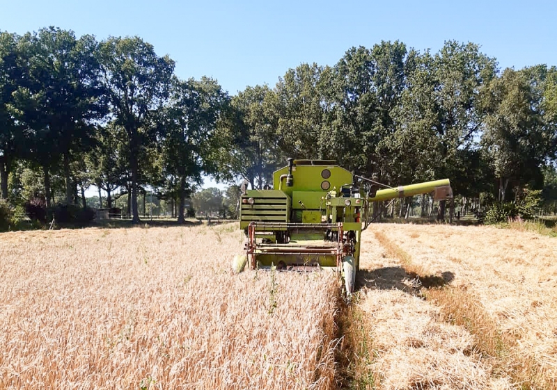 Het dorsen van het graag